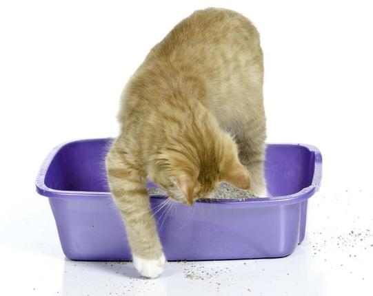 How to Change cat Litter